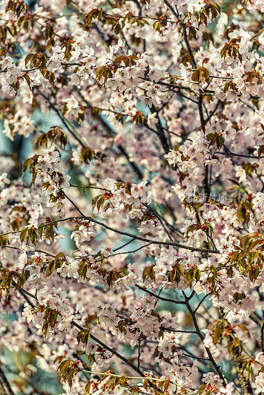 沙金特樱花(Prunus sargentii)